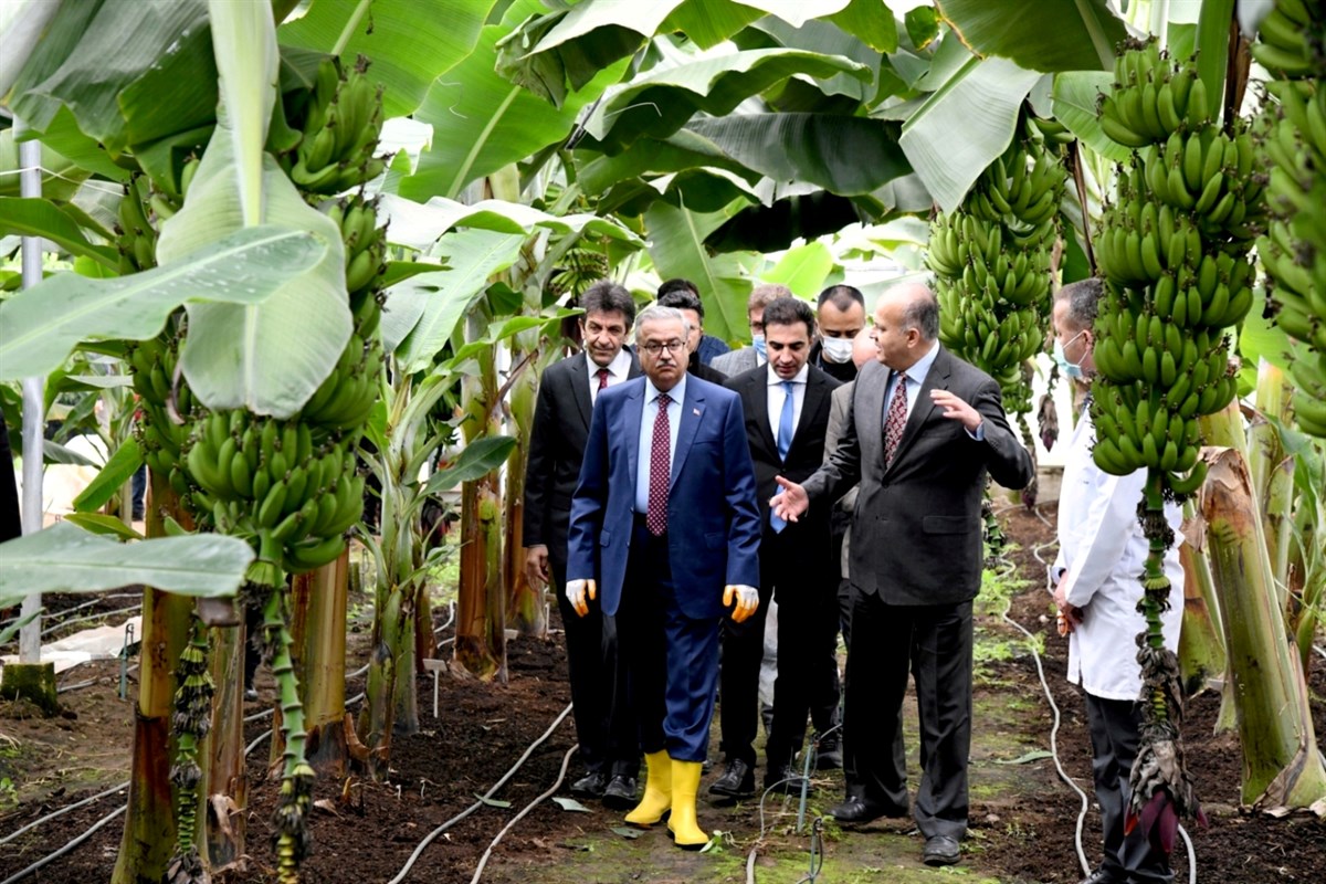 Vali Su, ‘Alata Azman’ Muz Çeşidi Hasadına Katıldı