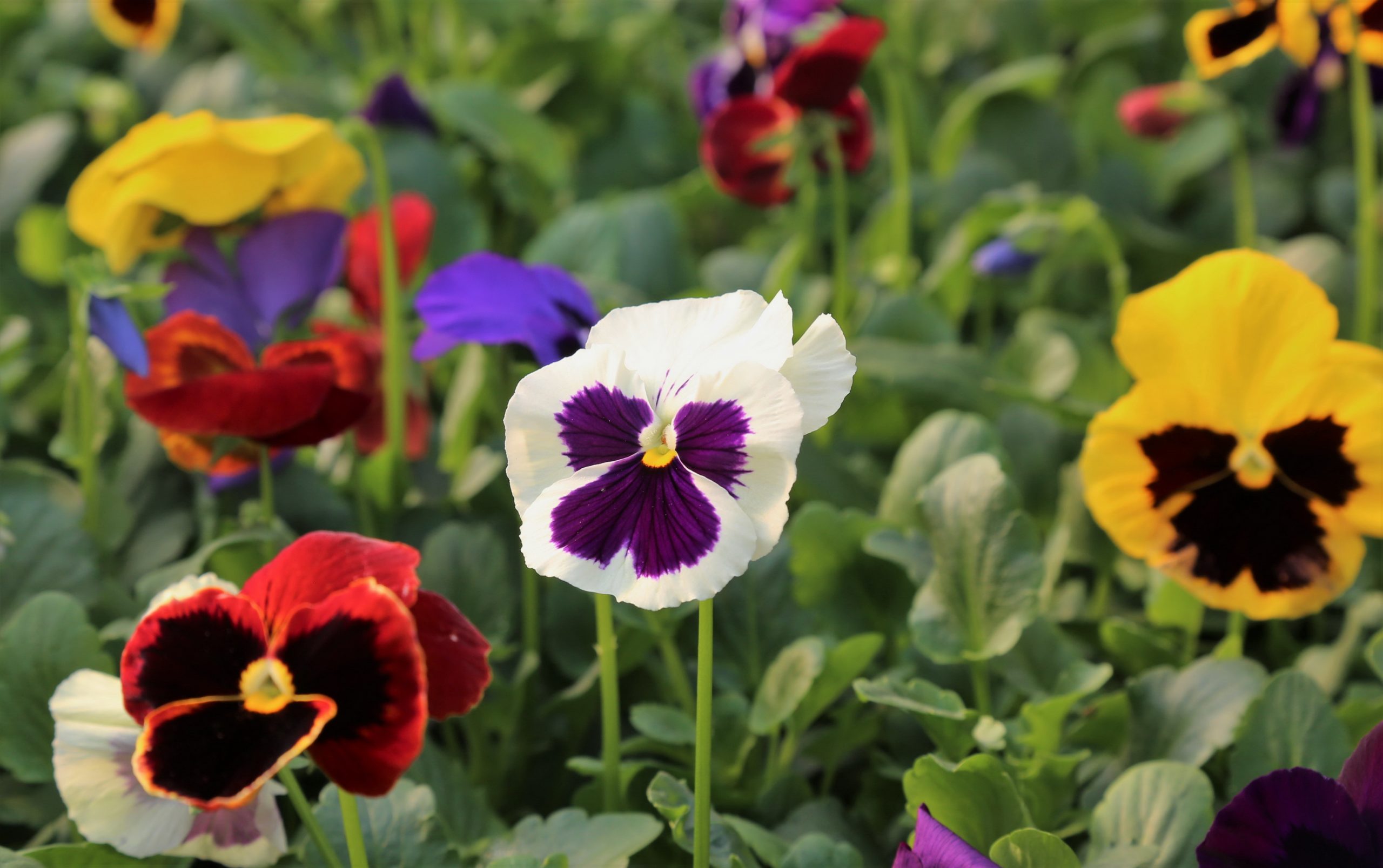 AKDENİZ KIŞIN DA BAHARI YAŞAYACAK;