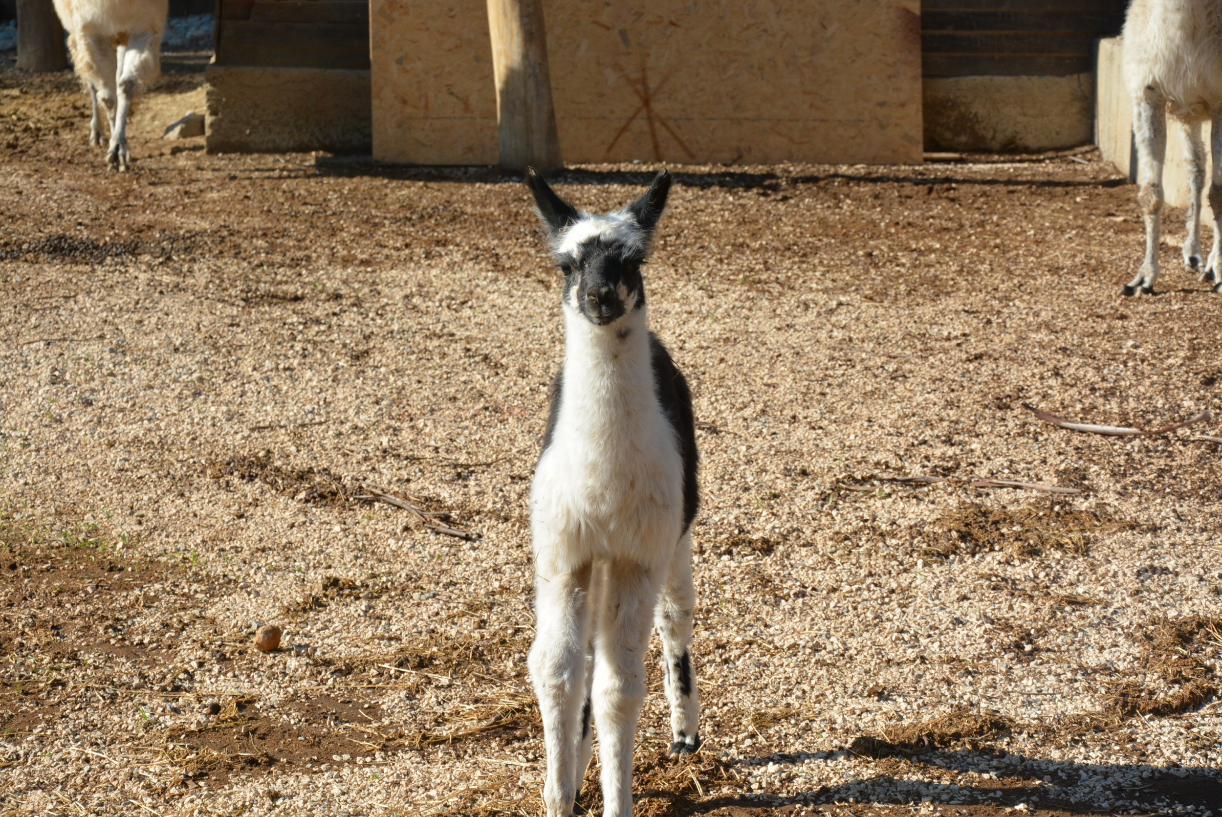TARSUS DOĞA PARKI’NDA İLK KEZ LAMA DOĞUMU GERÇEKLEŞTİ