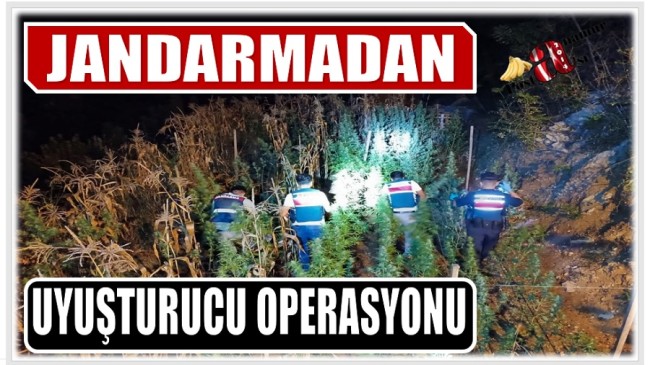 Jandarmadan Uyuşturucu Operasyonu ; 1773 Kök Kenevir  Bitkisi Ele Geçirildi