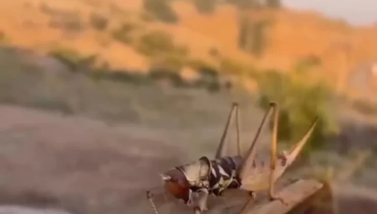 Batman’da dev etçil çekirge görüldü