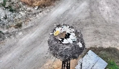 Leylek ailesi uyurken görüntülendi