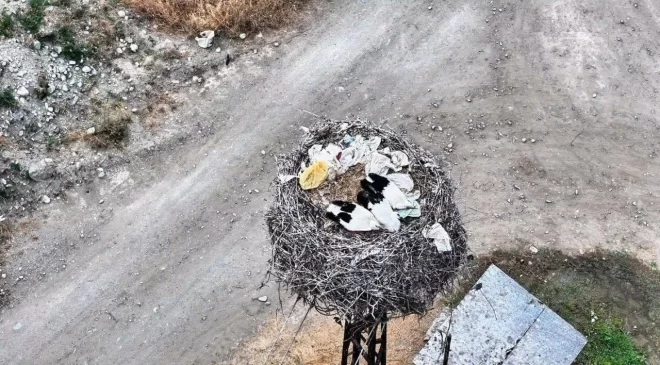 Leylek ailesi uyurken görüntülendi