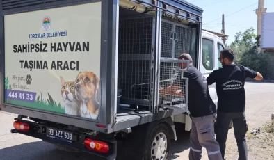 Toroslar Belediyesi, bölgedeki sokak hayvanlarının yaşam kalitesini artırmak amacıyla önemli bir yapılanmaya gitti.