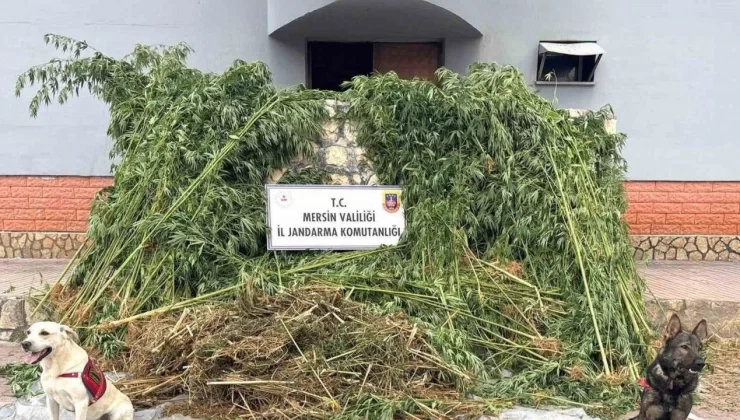 Bahçesinde kenevir 45 kilo esrarla yakalandı