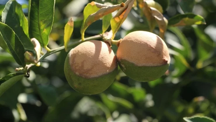 Aşırı Sıcaklar Mersin’de Limonu Vurdu: “100 Yılın Afeti”