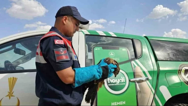 Muş’ta yaralı bulunan kartal koruma altına alındı