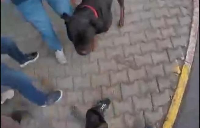 Mersin’de ağızlıksız Rottweiler dehşeti: Kadına ve kuryeye saldırdı