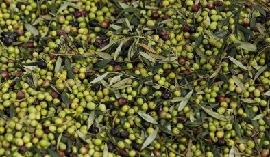 1358 Yıllık Zeytin Ağacı Hâlâ Meyve Veriyor! İşte O Ağaç..
