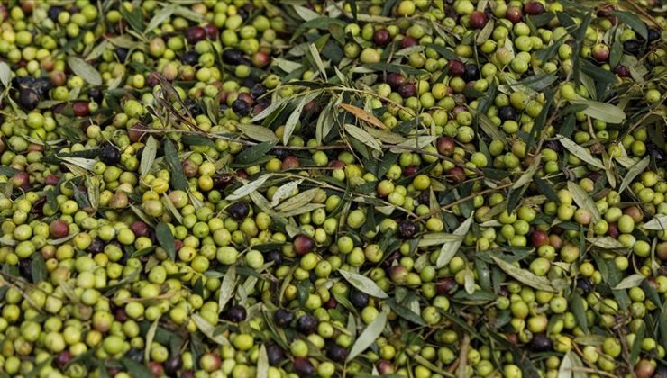 1358 Yıllık Zeytin Ağacı Hâlâ Meyve Veriyor! İşte O Ağaç..