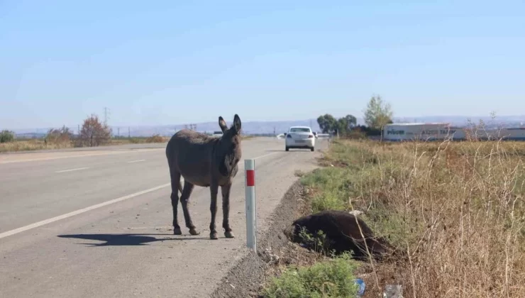 Hatay’da yolun karşısına geçmek isteyen eşek, aracın çarpmasıyla telef oldu. Telef olmasının ardından yol kenarına bırakılan eşeğin başında saatlerce bekleyen sıpası ise çevreden geçen vatandaşları duygulandırdı.