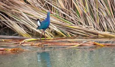 Nesli tehlikedeki ‘saz horozu’ Göksu Deltası’nda görüntülendi