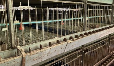 Satılık 10.000 m² Kapalı Alanlı, 15.800 m² Mülk ve Kullanılmamış, Tam Teşekküllü Entegre Yumurta Üretim Tesisi