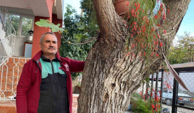 Osmaniye’de dut gövdesinden incir çıktı: Dut ağacının gövdesinde yetişip meyve veren incir ağacı şaşırttı