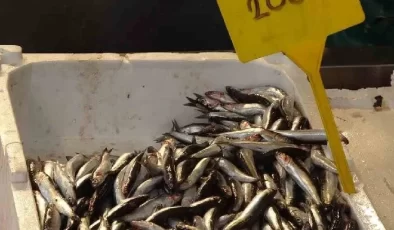 Mersin’de Bu Balık Cinsinin Fiyatı Bir Gecede 4 Kat Arttı