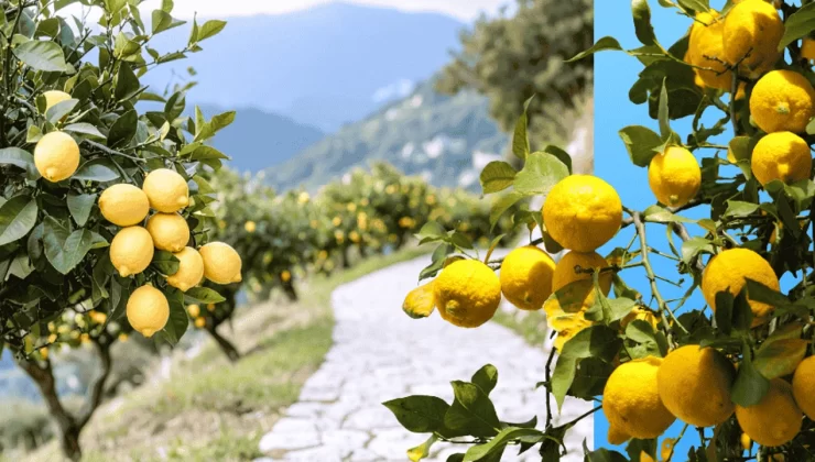 Mersin’de Limon Hasadı Başladı