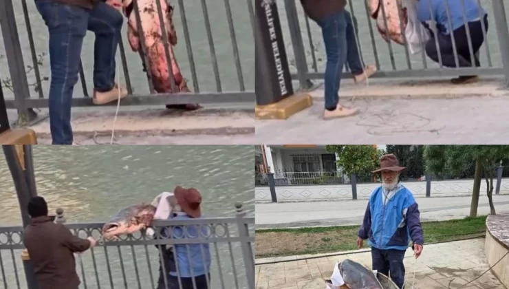 Mersin’de Göksu Nehri’nde yakalanan dev yayın balığı güçlükle kıyıya alındı