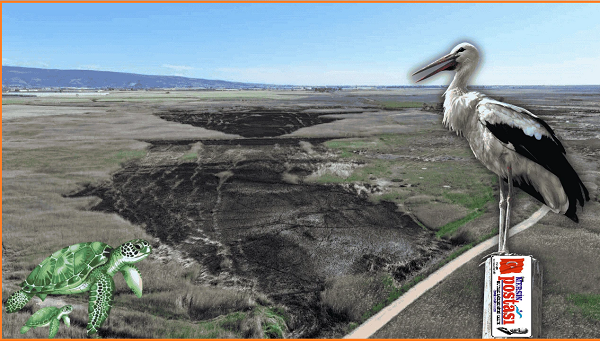 Silifke Göksu Deltası Yangınlarla Tarım Alanına mı Dönüşüyor?