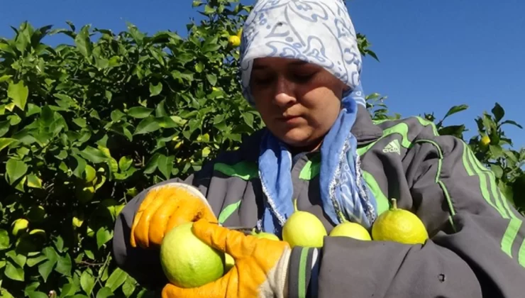 Günlerce sular altında kaldı… Erdemli’ de limon üreticisinin zorlu mesaisi