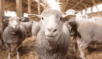 Mersin’in “Yüksek Toklu” İhracat Talebi Onaylandı