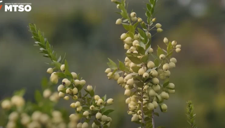 Mersin’in adını taşıyan o gizemli bitkinin binlerce yıllık hikâyesini biliyor musunuz? MTSO’nun paylaşımı büyük ilgi gördü!