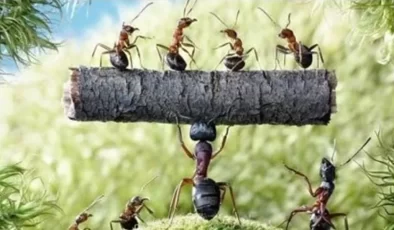 Karıncalar ve Büyük İmtihan!