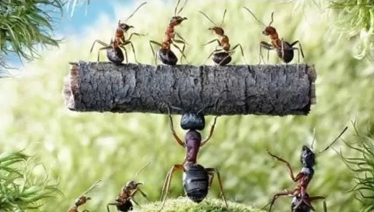 Karıncalar ve Büyük İmtihan!