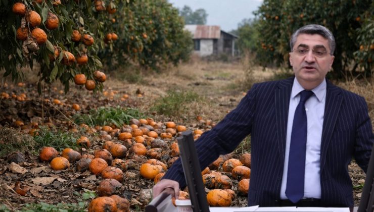 Bahçeler boş kaldı, üretici isyanda: Mersin’de mandalina krizi büyüyor
