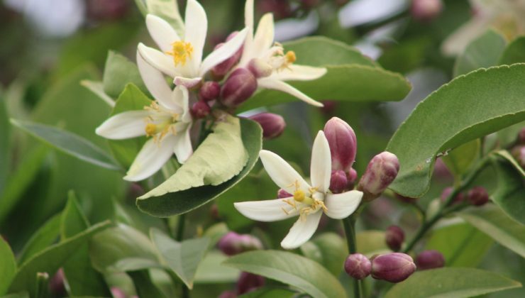 Baharın en güzel hali Mersin’de!