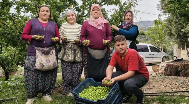 Can eriğinde büyük kırılma! Mersin’de açık hasat piyasayı değiştirdi