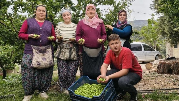 Can eriğinde büyük kırılma! Mersin’de açık hasat piyasayı değiştirdi