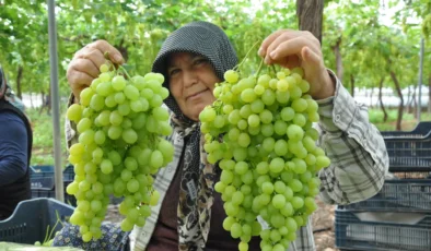 Mersin’de serada üzüm hasadı başladı! Fiyatlar dikkat çekiyor