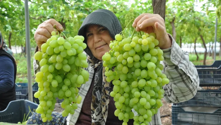 Mersin’de serada üzüm hasadı başladı! Fiyatlar dikkat çekiyor