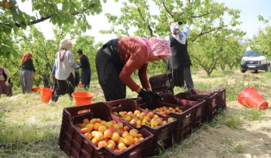 Mersin’de kayısı sezonu açıldı! Üreticilerden ilk açıklama