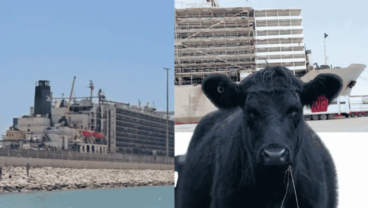 Mersin’deki Angus Kokusu Şimdi’de Silifkelilerin Başına Bela Oldu.