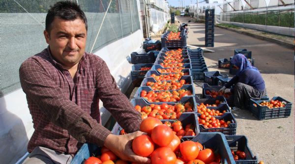 MERSİN’DE ÖRTÜ ALTI DOMATES HASADI BAŞLADI: