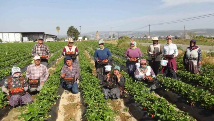 Mersin’de çilekte ihracat başladı Mersin’in Silifke ilçesinde çilek hasadı başladı.