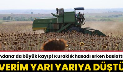 Adana’da ayçiçeği alarmı: Kuraklık hasadı erken başlattı, verim yarı yarıya düştü!