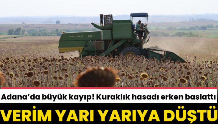 Adana’da ayçiçeği alarmı: Kuraklık hasadı erken başlattı, verim yarı yarıya düştü!