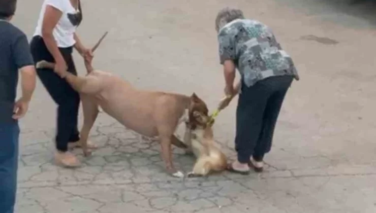 Ağızlıksız dolaştırılan pitbull, hem köpeğe hem de kendi sahibine saldırdı