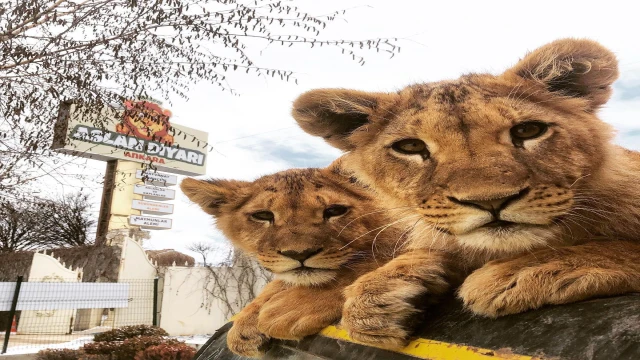 ANTALYA’nın Manavgat ilçesinde ‘Aslan Diyarı’ adlı hayvan parkındaki kafesinden kaçan erkek aslan Zeus, saldırdığı Süleyman Kır’ı (53) ağır yaraladı. Aslanı yakalama çalışmaları sürüyor.
