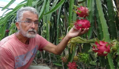 Mersin’de pitaya bahçelerinde hasat başladı