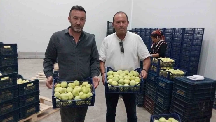 Mersin’in Mut ilçesinde yetiştirilen ve aromasıyla dikkat çeken Mut beyaz inciri