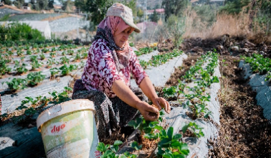 Anamur’da Mevsimlik Tarım İşçilerinin Ücretleri Belirlendi