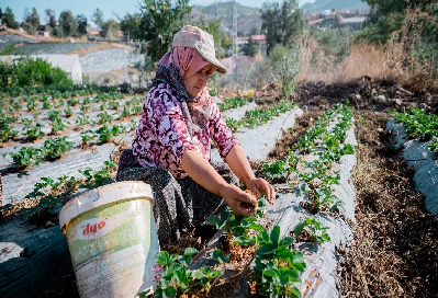 Anamur’da Mevsimlik Tarım İşçilerinin Ücretleri Belirlendi