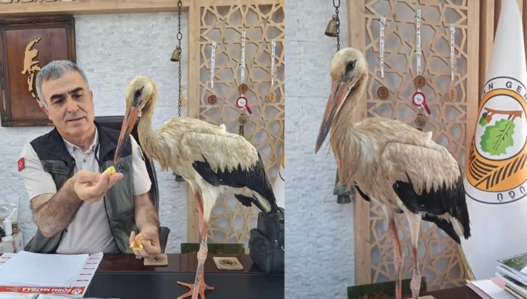 Yangından kaçan yaralı leylek koruma altına alındı