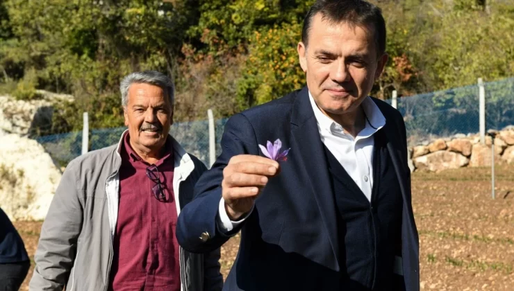 Yenişehir Belediyesi’nin Safran Projesi Kapsamı Genişliyor