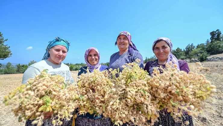 Gülnar’da “Atalık Nohut Tohumu” Büyükşehirle Can Buluyor