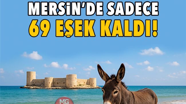 Türkiye genelinde eşek sayısı hızla azalırken, Mersin’de de eşek varlığı tükenmek üzere. Kentte sadece 69 eşek kaldı.