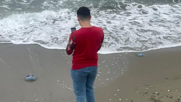 Mavi Denizanaları Sahile Vurdu, Görenler Şaşırdı